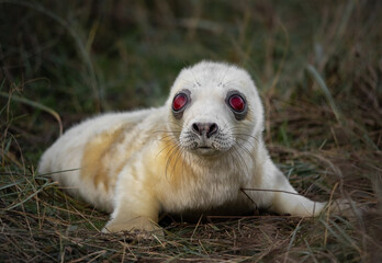 An extremely rare albino grey seal pup with white fur and striking red eyes, lying on grassy...
