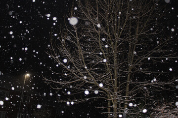 christmas tree lights