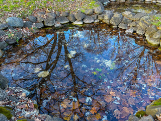 Trees reflecting in a spring-fed small pond filled with autumn leaves.