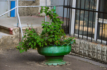 Plant in a flowerpot