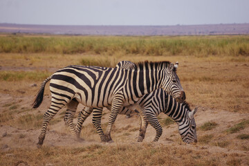 Fototapeta premium Zebra