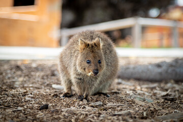 Wild Quokka with a leaf