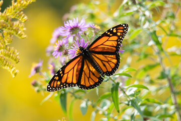 Monarch Butterfly Resting on Purple Wildflower