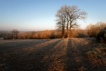 A tall Chestnut tree on a frosty, winter's morning.
