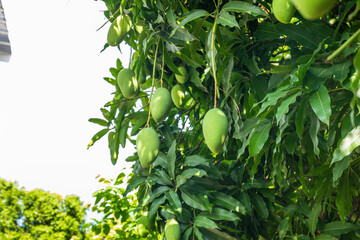 Close up of Fresh green Mangoes hanging on the mango tree in a garden farm,Bunch of mango with blur leaf background with sunlight background harvest fruit thailand,copy space..