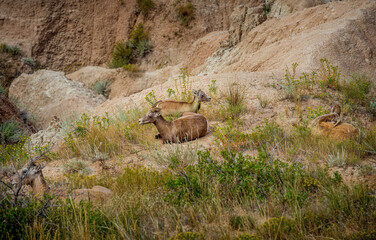 Bighorn sheep rest in the canyons of Badlands National Park near Wall South Dakota
