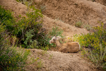 Bighorn sheep rest in the canyons of Badlands National Park near Wall South Dakota