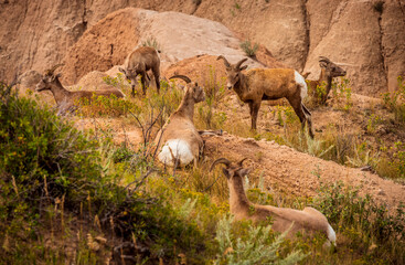 Bighorn sheep rest in the canyons of Badlands National Park near Wall South Dakota