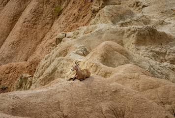 Bighorn sheep rest in the canyons of Badlands National Park near Wall South Dakota