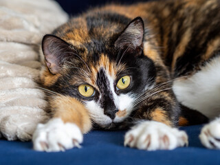 Portrait of a cat resting on a couch.