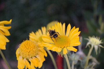 Bourdon sur fleur jaune