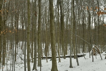 Jeunes hêtres sous la neige en forêt de Soignes à Woluwe-St-Pierre 