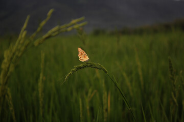 butterfly on the flower