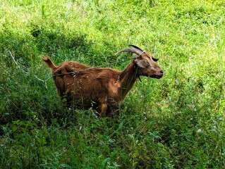 close-up of a tethered brown goat with white patches on its coat surrounded by lush green ferns