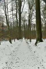 Chemin en pavés sous la neige en pleine forêt de Soignes à Woluwe-St-Pierre (Bruxelles) 