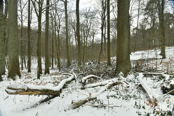 Branchages sous la neige en forêt de Soignes à Woluwe-St-Pierre (Bruxelles) 