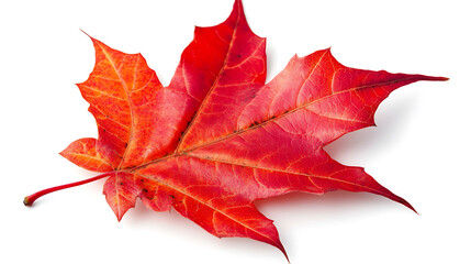 Vibrant red sugar maple leaf isolated on white background autumn foliage