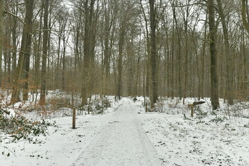 Chemin en pavés sous la neige en pleine forêt de Soignes à Woluwe-St-Pierre (Bruxelles) 