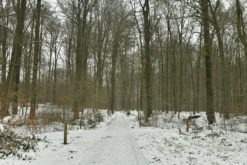 Chemin en pavés sous la neige en pleine forêt de Soignes à Woluwe-St-Pierre (Bruxelles) 