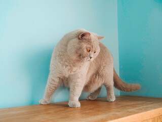 Cute chubby British short hair cat in light brown color sitting on a wooden furniture by a blue...