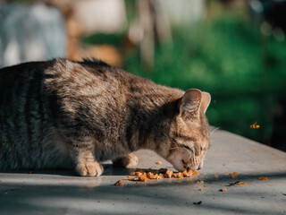 A cute tabby cat is eating from a white plate. Rural country side in the background. Farm pet care concept. Warm summer time. Selective focus.