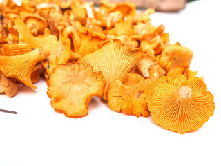Pile of fresh golden color chanterelle mushrooms on white background. Raw wild product gathered in a forest for cooking. Nature organic seasonal food.