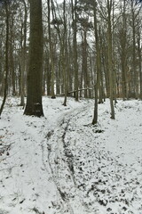La forêt de Soignes et ses hêtres sous la neige à Auderghem (Bruxelles)
