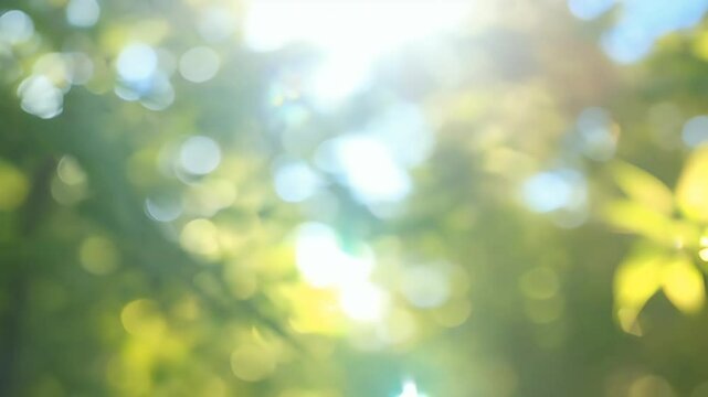 illuminated sunlight captured 4K delicate sun backlighting create peaceful outdoor environment park forest sunny relax bright abstract concept sky ray light natural heaven tree border frame blur