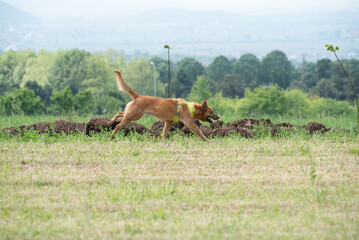 Big brown rescued dog during obedience training