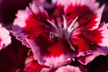 Macro shot of flower