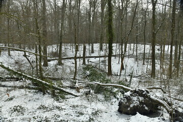Végétation sous la neige en forêt de Soignes à Auderghem (Bruxelles) 