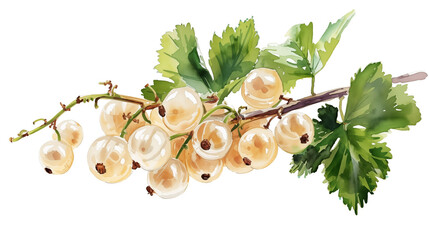 Sprig of ripe white currant with green leaves on a white background, watercolor drawing.