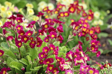 Primrose, primula vulgaris flowers in spring garden.