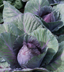 Red Cabbage
