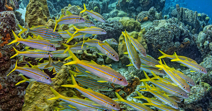 yellowtail snapper,Ocyurus chrysurus