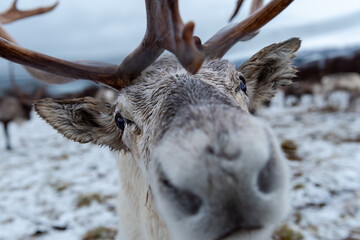 Curious Reindeer in Norway