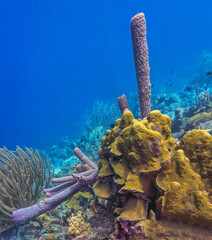 Caribbean coral garden, Bonaire in summer
