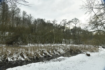 Zone marécageuse sous la neige en forêt de Soignes à Auderghem (Bruxelles)