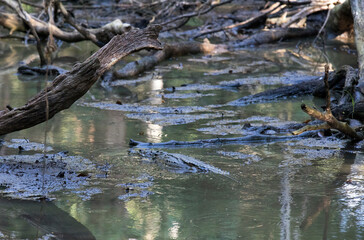 Photo of Morelet crocodile