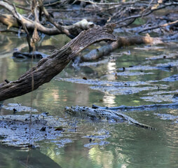 Photo of Morelet crocodile