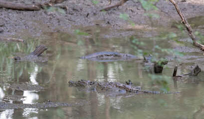 Photo of Morelet crocodile