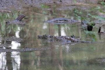 Photo of Morelet crocodile