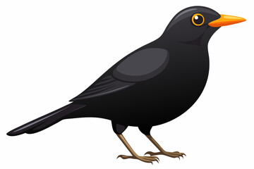 Beautiful alert black bird Turdus merula vector illustration