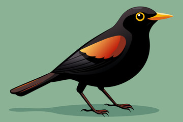 Beautiful alert black bird Turdus merula vector illustration