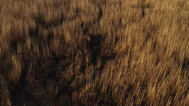 Wild hogs walking in field