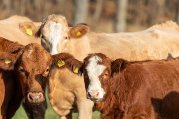 Cattle with ear markings looking at photographer