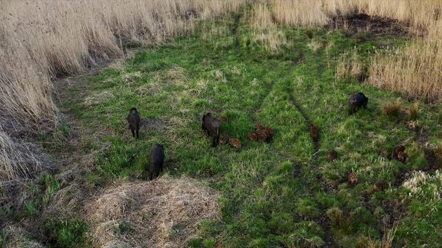 Group of wild boars in the field