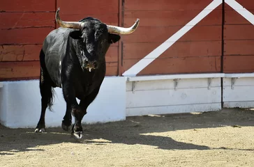 Fotobehang Stierenvechten a brave bull with big horns in a traditional spectacle of bullfight in spain  © alberto
