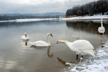 White swan onlake shore. Swan on beach. Swan on shore