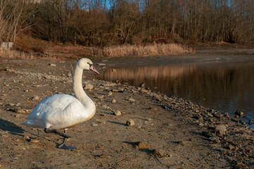 White swan onlake shore. Swan on beach. Swan on shore